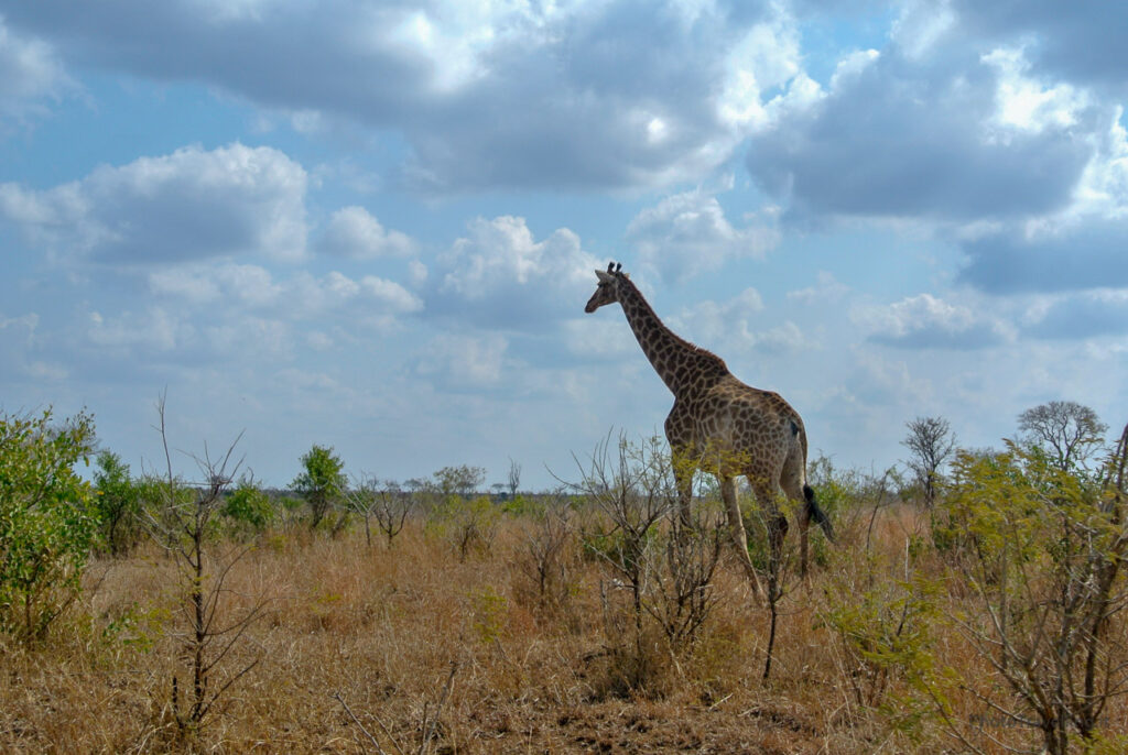 pilanesberg-park-foto-giraffa