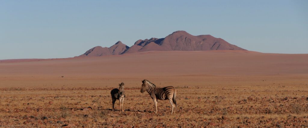 zebre-in-namibia