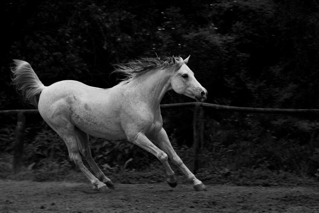cavallo-bianco-al-galoppo
