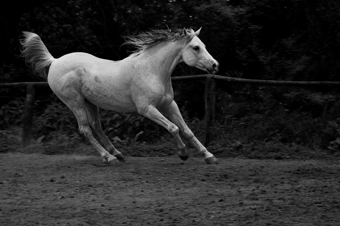 cavallo-bianco-galoppo