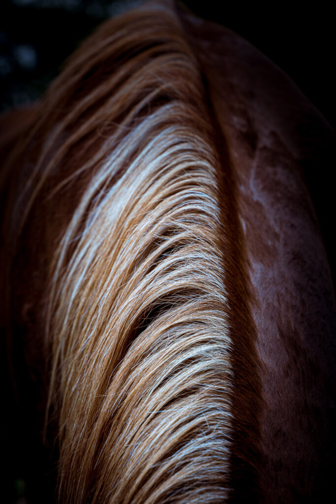 fotografare-i-cavalli