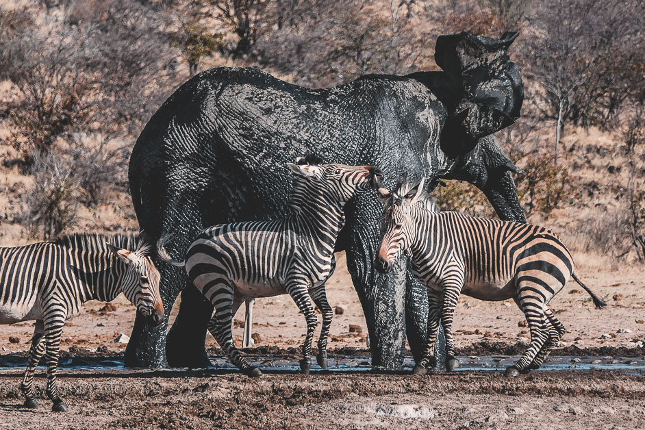 animali-alle-pozze-in-namibia