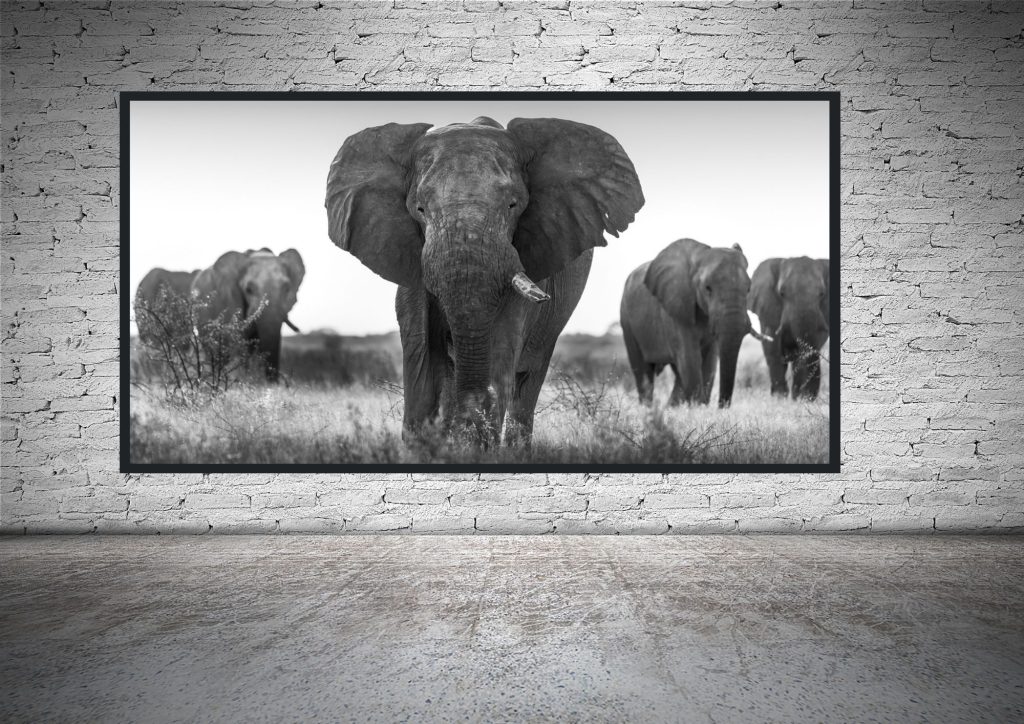 stampa fine art di elefante Namibiano