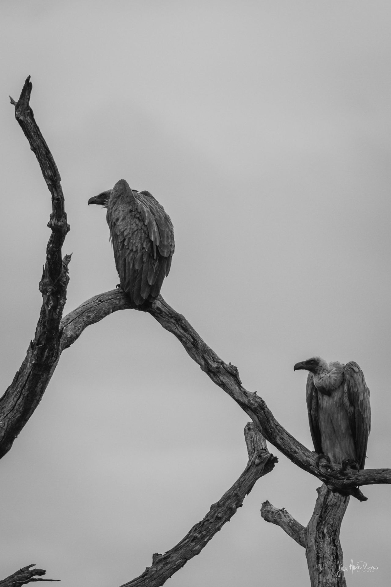 due avvoltoi su ramo
