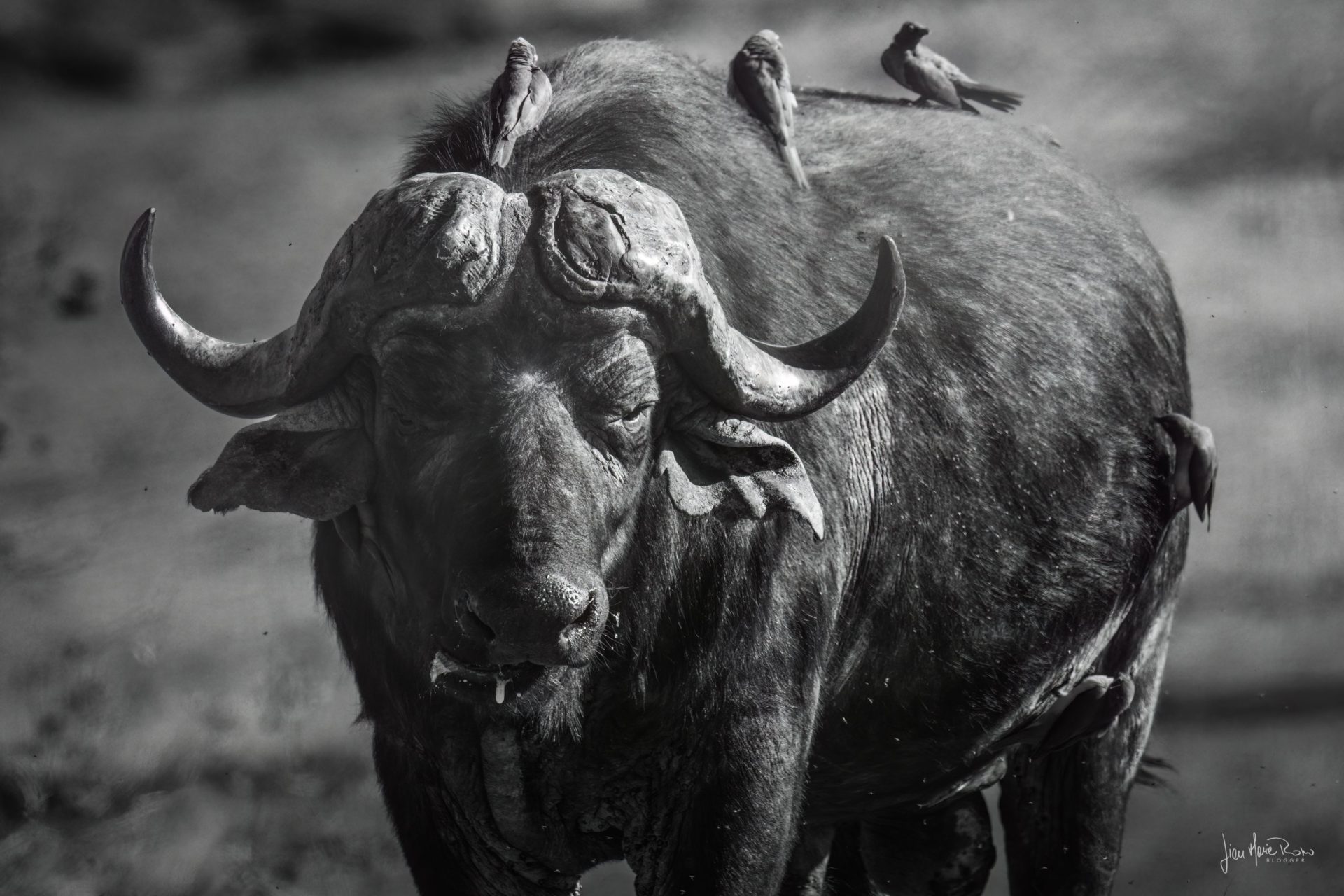 bufalo in Botswana