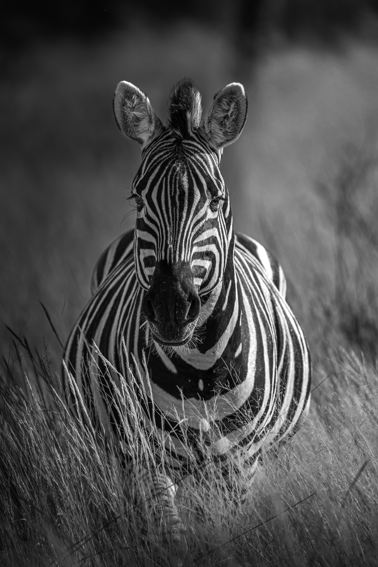 stampa di zebra in fine art in bianco nero