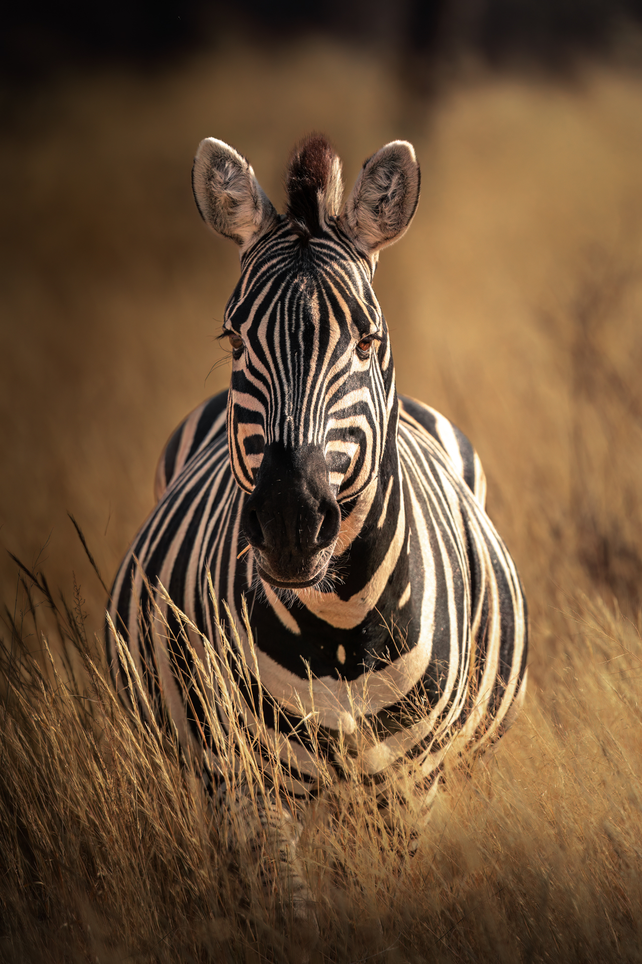 stampa di zebra in fine art