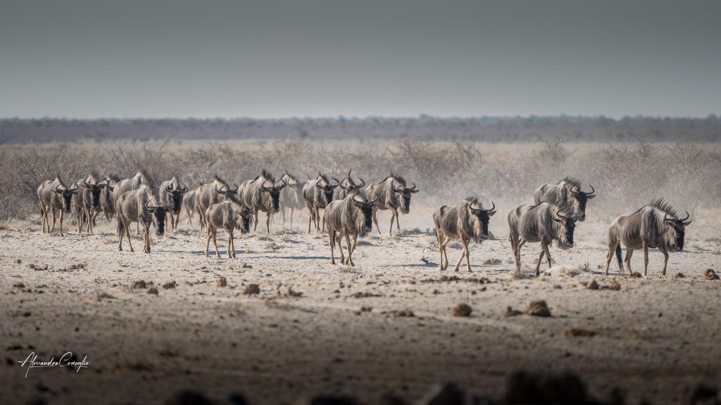 gnu che camminano in Botswana