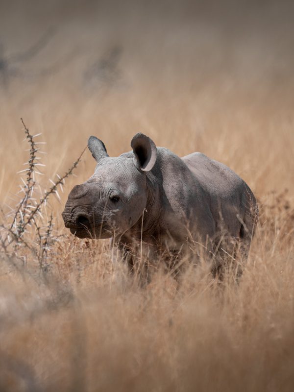 piccolo di rinoceronte
