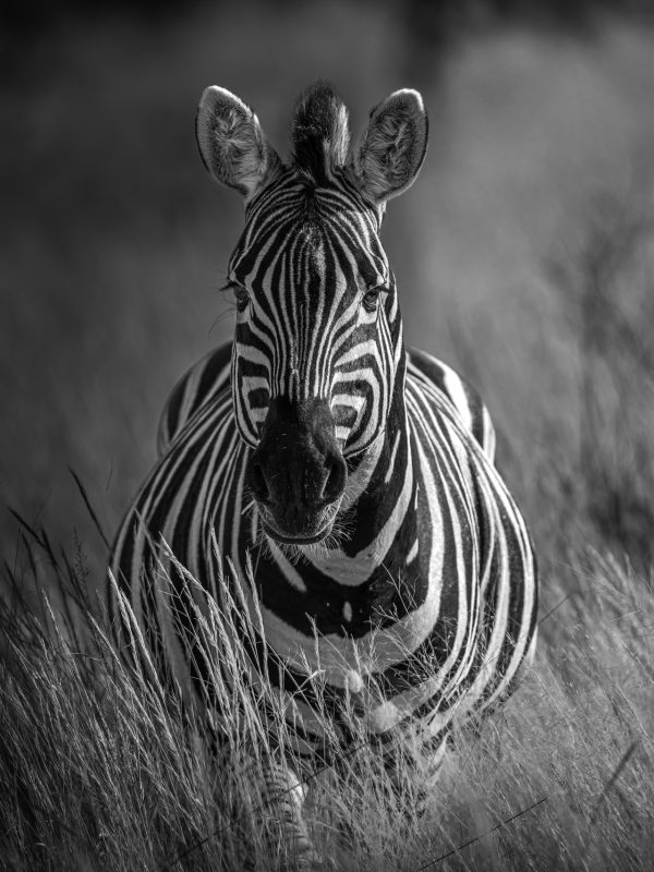 stampa di zebra in fine art in bianco nero
